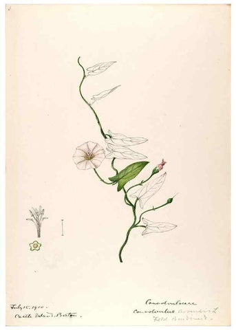 Reproducción/Reproduction 48789371547: [Water-color sketches of plants of North America and Europe]. . 