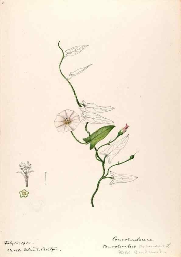Reproducción/Reproduction 48789371547: [Water-color sketches of plants of North America and Europe]. . 