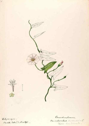 Reproducción/Reproduction 48789371547: [Water-color sketches of plants of North America and Europe]. . 