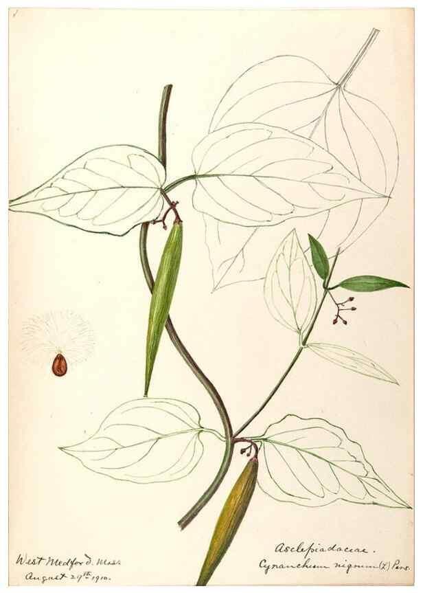 Reproducción/Reproduction 48789353032: [Water-color sketches of plants of North America and Europe]. . 