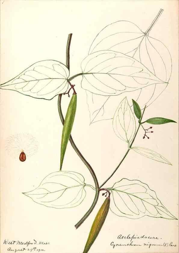 Reproducción/Reproduction 48789353032: [Water-color sketches of plants of North America and Europe]. . 