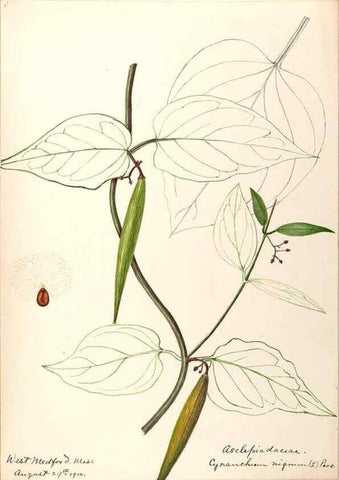 Reproducción/Reproduction 48789353032: [Water-color sketches of plants of North America and Europe]. . 