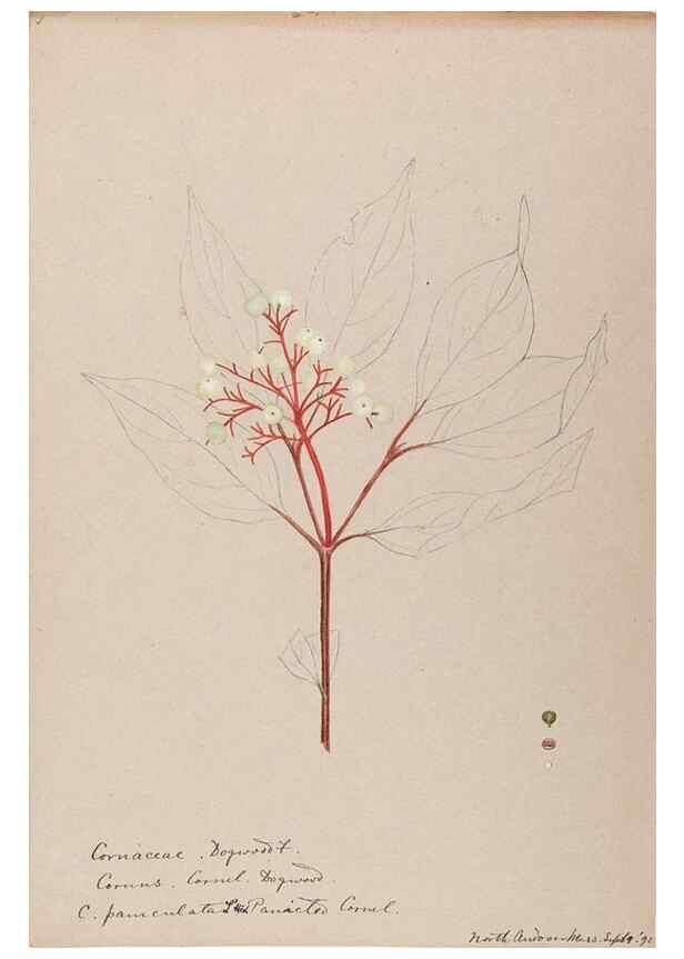 Reproducción/Reproduction 48789300467: [Water-color sketches of plants of North America and Europe]. . 