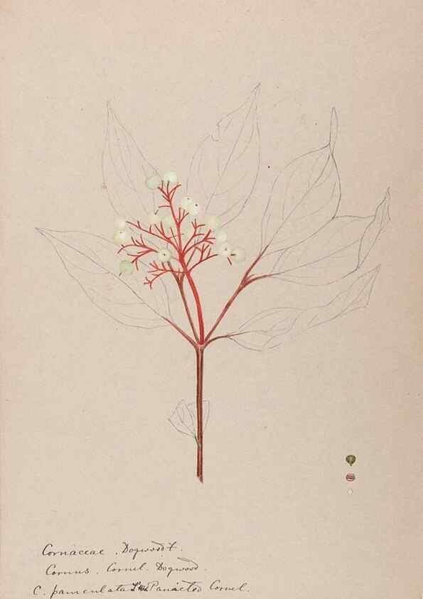 Reproducción/Reproduction 48789300467: [Water-color sketches of plants of North America and Europe]. . 