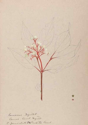 Reproducción/Reproduction 48789300467: [Water-color sketches of plants of North America and Europe]. . 