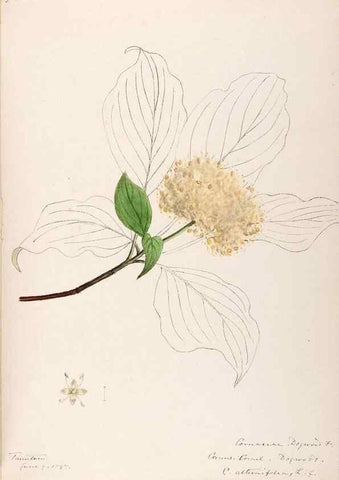Reproducción/Reproduction 48789300767: [Water-color sketches of plants of North America and Europe]. . 