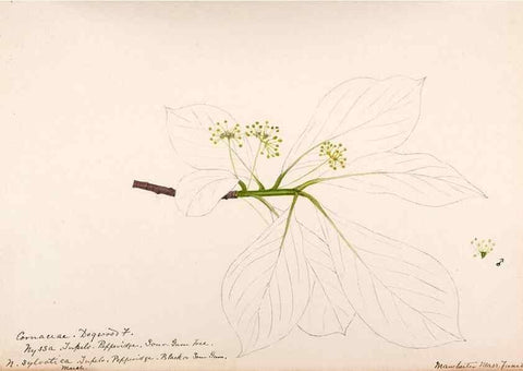 Reproducción/Reproduction 48789301442: [Water-color sketches of plants of North America and Europe]. . 