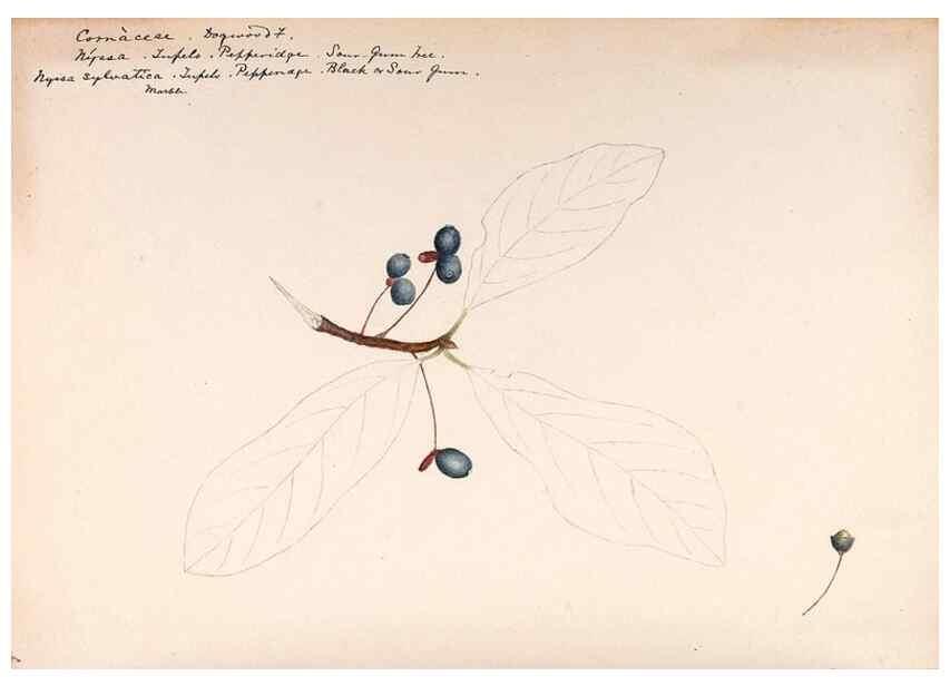 Reproducción/Reproduction 48789154996: [Water-color sketches of plants of North America and Europe]. . 