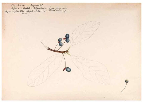 Reproducción/Reproduction 48789154996: [Water-color sketches of plants of North America and Europe]. . 