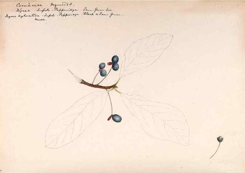 Reproducción/Reproduction 48789154996: [Water-color sketches of plants of North America and Europe]. . 