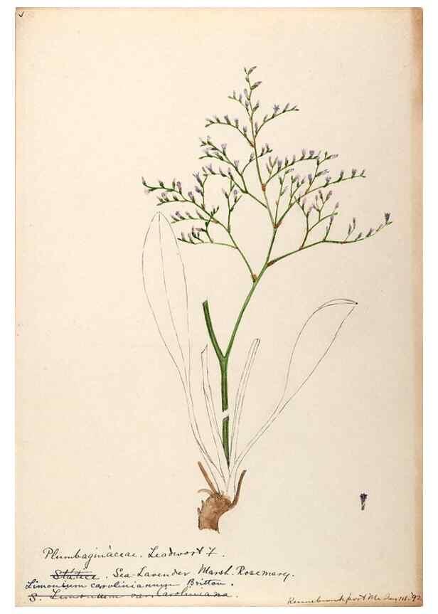 Reproducción/Reproduction 48789337062: [Water-color sketches of plants of North America and Europe]. . 