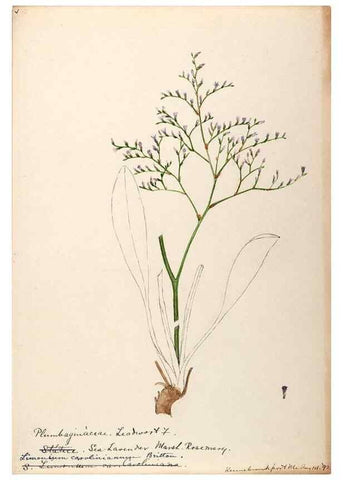 Reproducción/Reproduction 48789337062: [Water-color sketches of plants of North America and Europe]. . 
