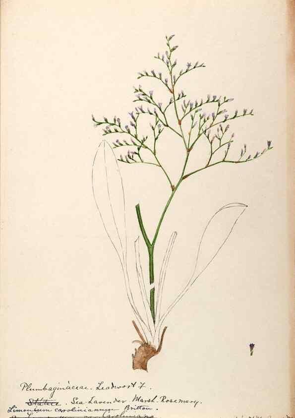 Reproducción/Reproduction 48789337062: [Water-color sketches of plants of North America and Europe]. . 