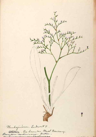 Reproducción/Reproduction 48789337062: [Water-color sketches of plants of North America and Europe]. . 