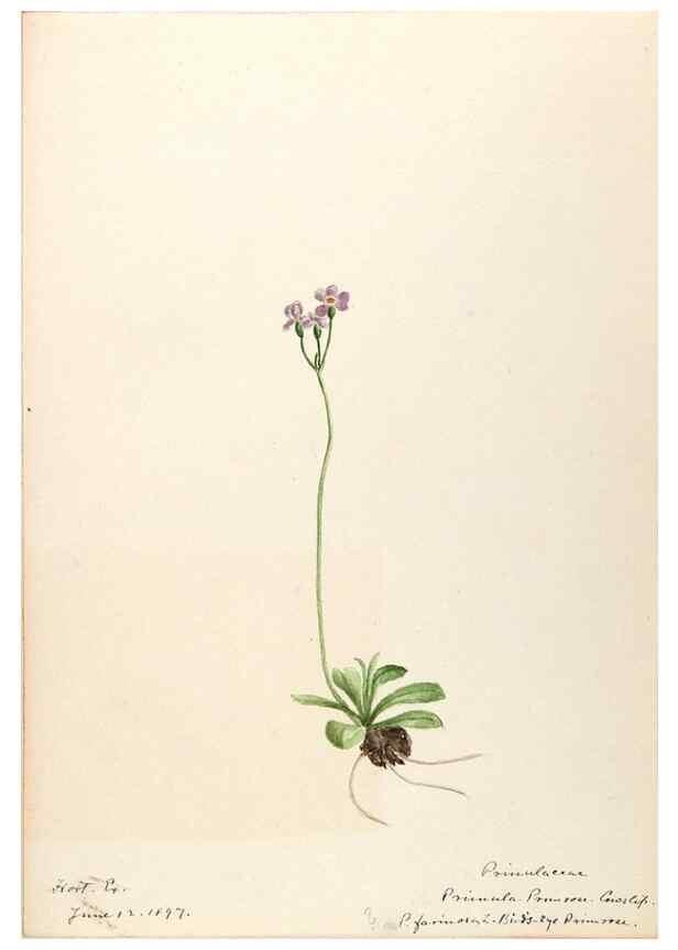 Reproducción/Reproduction 48788828258: [Water-color sketches of plants of North America and Europe]. . 