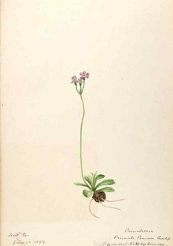 Reproducción/Reproduction 48788828258: [Water-color sketches of plants of North America and Europe]. . 