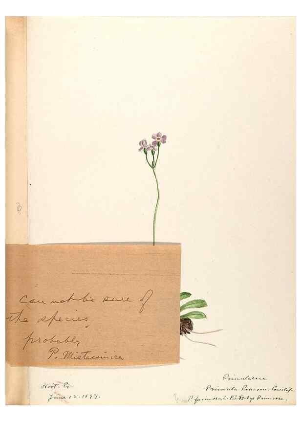 Reproducción/Reproduction 48788828628: [Water-color sketches of plants of North America and Europe]. . 