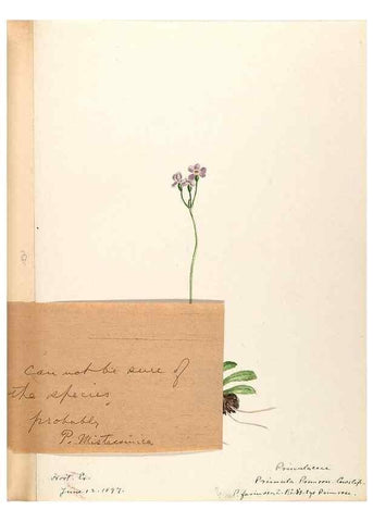 Reproducción/Reproduction 48788828628: [Water-color sketches of plants of North America and Europe]. . 