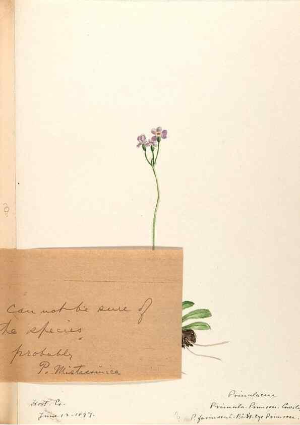 Reproducción/Reproduction 48788828628: [Water-color sketches of plants of North America and Europe]. . 