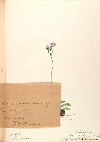Reproducción/Reproduction 48788828628: [Water-color sketches of plants of North America and Europe]. . 