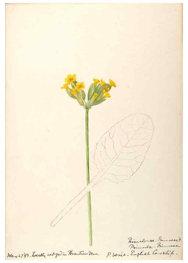 Reproducción/Reproduction 48788828858: [Water-color sketches of plants of North America and Europe]. . 