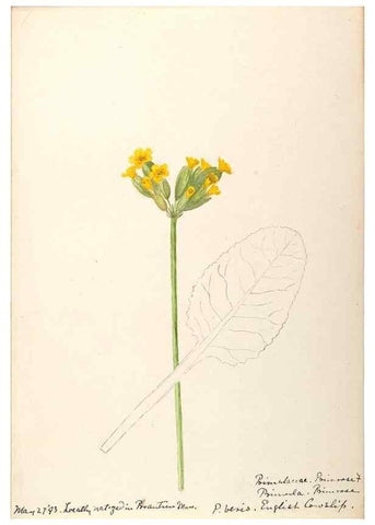 Reproducción/Reproduction 48788828858: [Water-color sketches of plants of North America and Europe]. . 