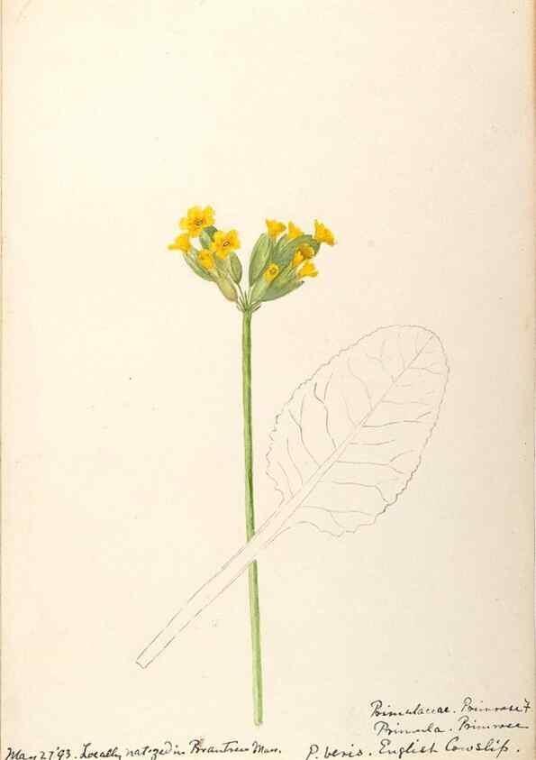 Reproducción/Reproduction 48788828858: [Water-color sketches of plants of North America and Europe]. . 