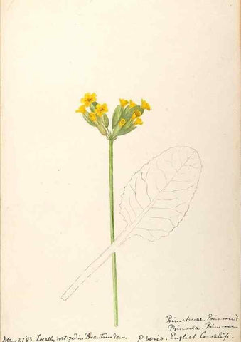 Reproducción/Reproduction 48788828858: [Water-color sketches of plants of North America and Europe]. . 