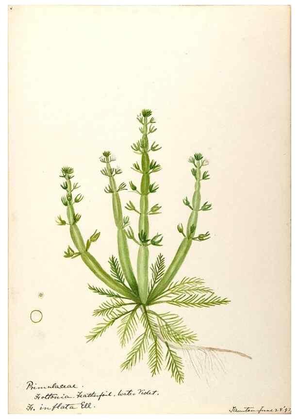 Reproducción/Reproduction 48788829228: [Water-color sketches of plants of North America and Europe]. . 