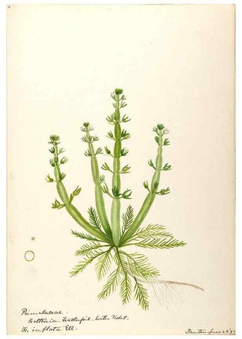 Reproducción/Reproduction 48788829228: [Water-color sketches of plants of North America and Europe]. . 
