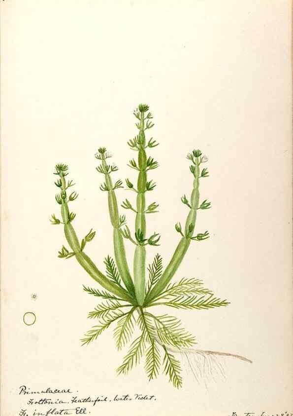 Reproducción/Reproduction 48788829228: [Water-color sketches of plants of North America and Europe]. . 