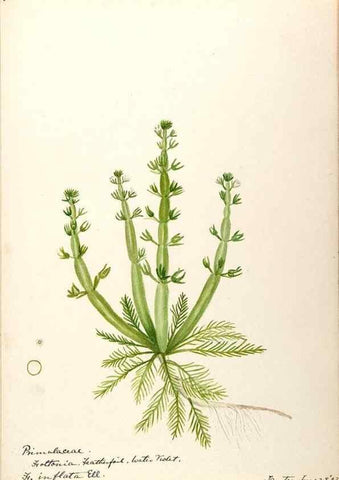 Reproducción/Reproduction 48788829228: [Water-color sketches of plants of North America and Europe]. . 