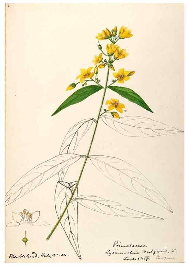 Reproducción/Reproduction 48789192246: [Water-color sketches of plants of North America and Europe]. . 