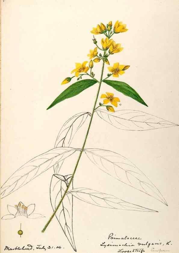 Reproducción/Reproduction 48789192246: [Water-color sketches of plants of North America and Europe]. . 