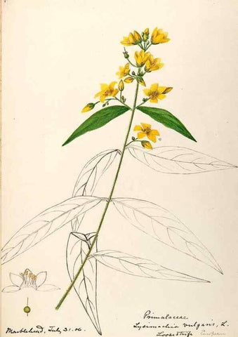 Reproducción/Reproduction 48789192246: [Water-color sketches of plants of North America and Europe]. . 