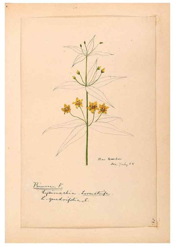 Reproducción/Reproduction 48788829803: [Water-color sketches of plants of North America and Europe]. . 