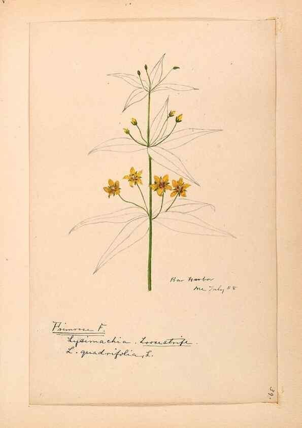 Reproducción/Reproduction 48788829803: [Water-color sketches of plants of North America and Europe]. . 