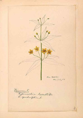 Reproducción/Reproduction 48788829803: [Water-color sketches of plants of North America and Europe]. . 