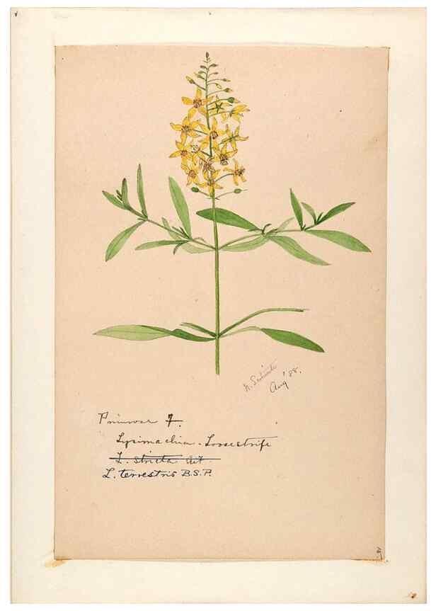 Reproducción/Reproduction 48789192896: [Water-color sketches of plants of North America and Europe]. . 