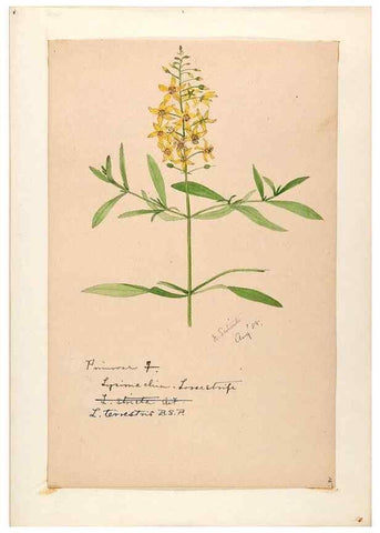 Reproducción/Reproduction 48789192896: [Water-color sketches of plants of North America and Europe]. . 