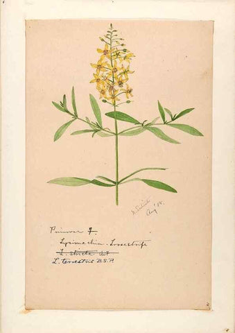 Reproducción/Reproduction 48789192896: [Water-color sketches of plants of North America and Europe]. . 
