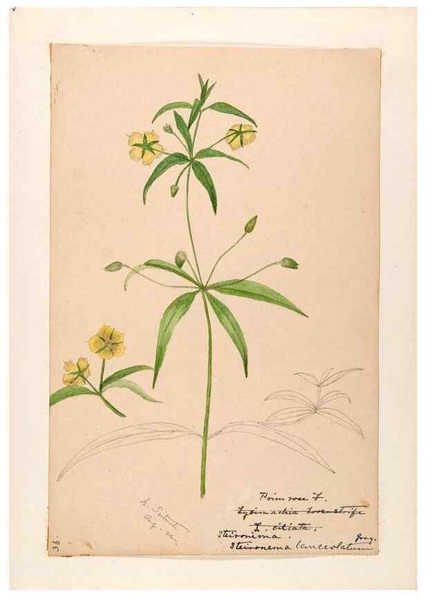 Reproducción/Reproduction 48789339722: [Water-color sketches of plants of North America and Europe]. . 