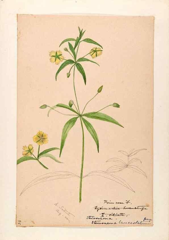 Reproducción/Reproduction 48789339722: [Water-color sketches of plants of North America and Europe]. . 