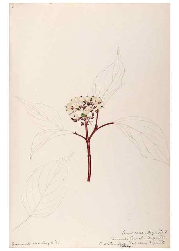 Reproducción/Reproduction 48788790103: [Water-color sketches of plants of North America and Europe]. . 