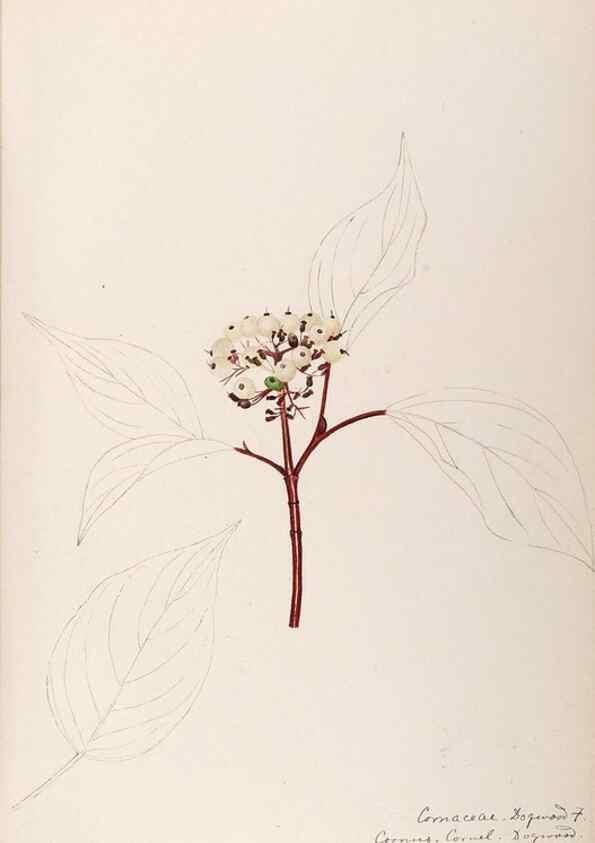 Reproducción/Reproduction 48788790103: [Water-color sketches of plants of North America and Europe]. . 