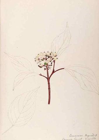Reproducción/Reproduction 48788790103: [Water-color sketches of plants of North America and Europe]. . 