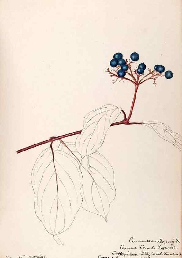 Reproducción/Reproduction 48788789818: [Water-color sketches of plants of North America and Europe]. . 