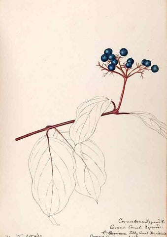 Reproducción/Reproduction 48788789818: [Water-color sketches of plants of North America and Europe]. . 