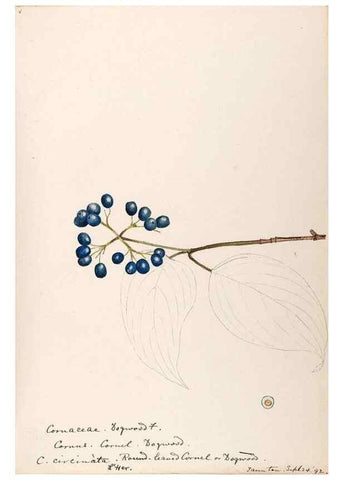Reproducción/Reproduction 48789299027: [Water-color sketches of plants of North America and Europe]. . 