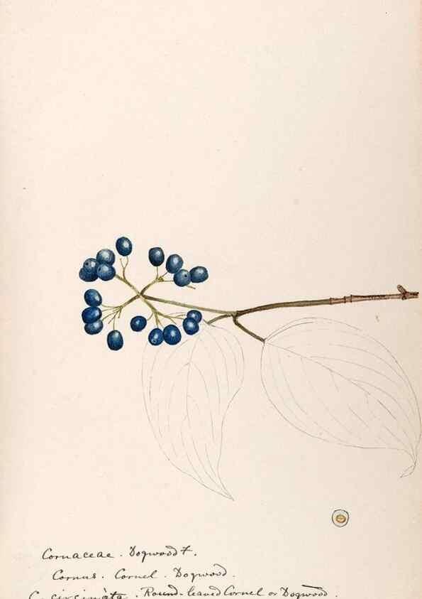 Reproducción/Reproduction 48789299027: [Water-color sketches of plants of North America and Europe]. . 